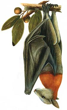 Flying-fox Pteropus poliocephalus by Neville W. Cayley (1887-1950) [public domain]
