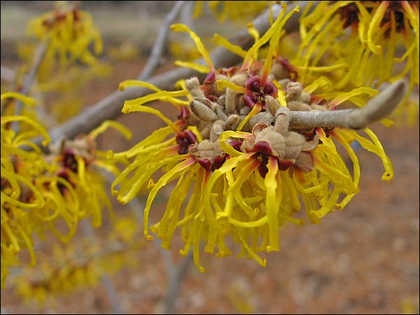 'Barmstedt Gold'