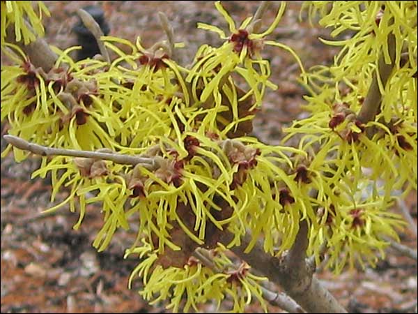 'Pallida'